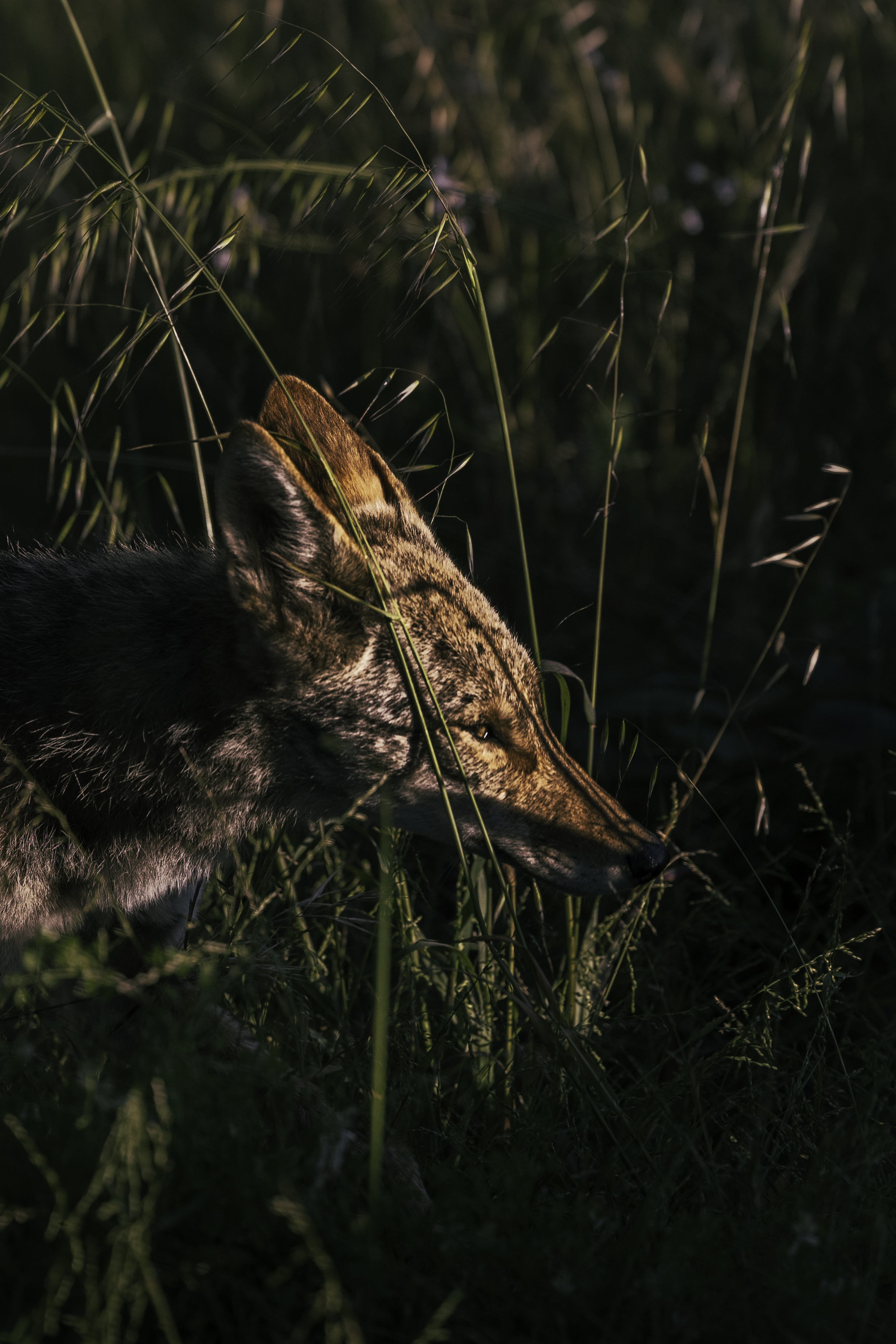 Coyote close-up in tall grass, dappled natural light