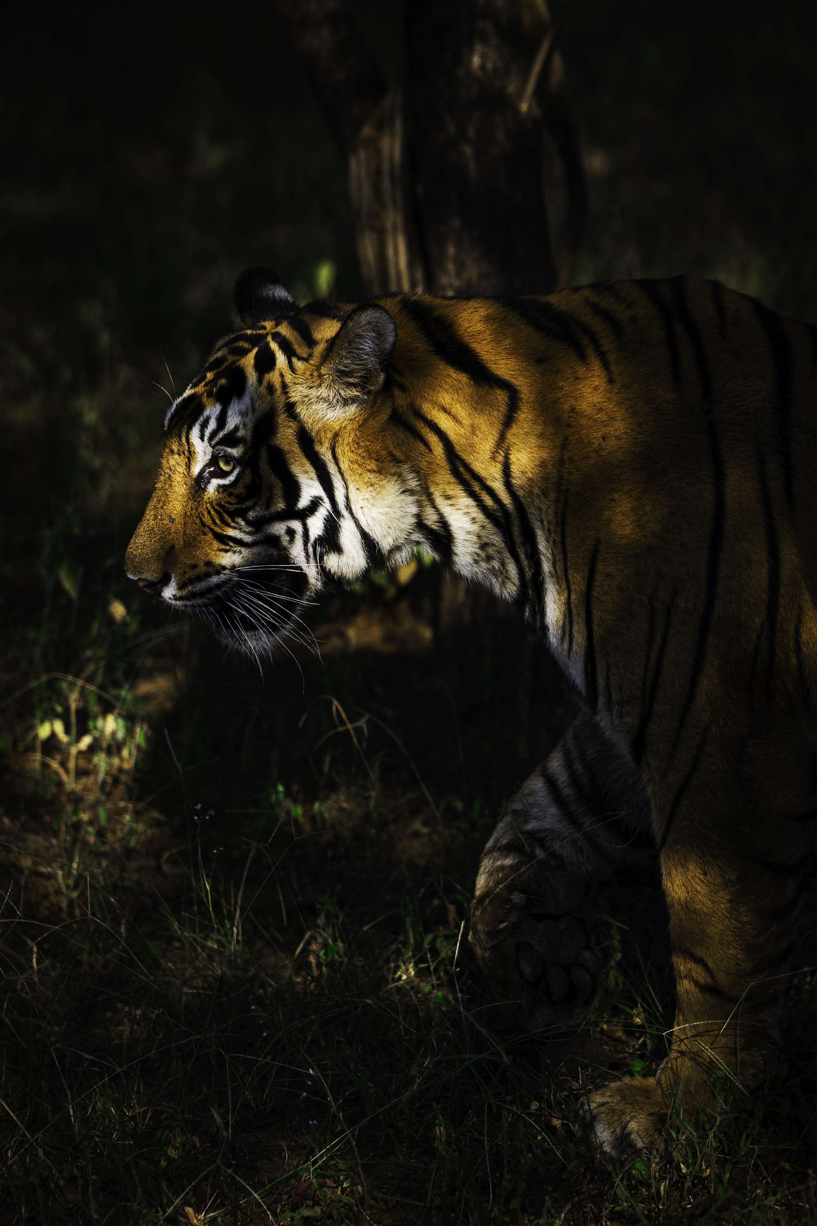 Bengal tiger walking through dappled forest light, India